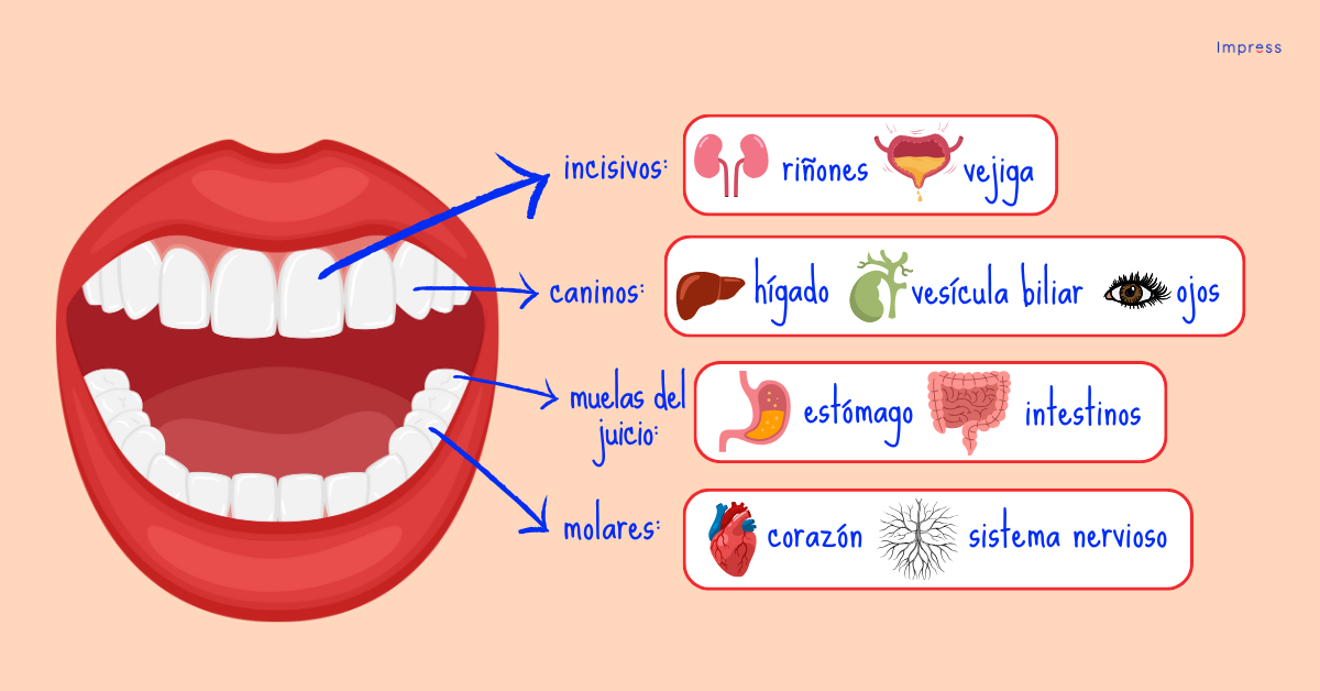 Inforgrafía sobre la relación entre los dientes y los órganos del cuerpo humano.