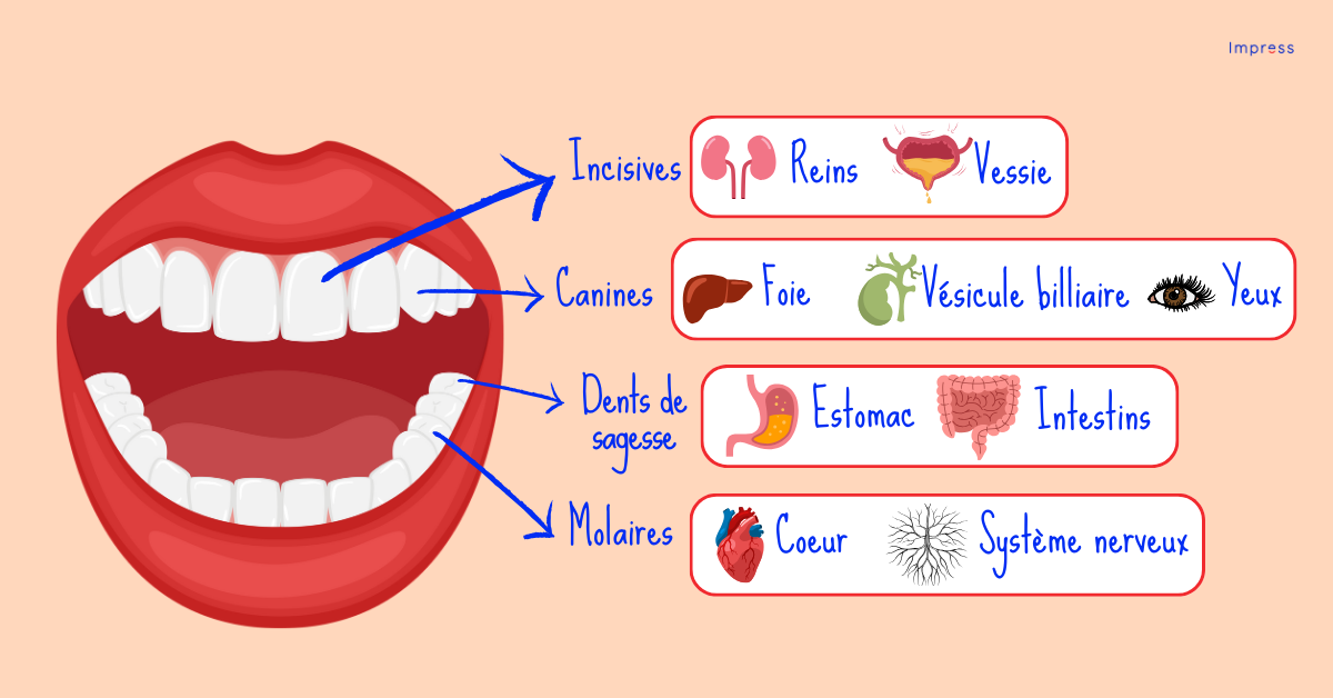 Illustration sur la relation entre les dents et les organes