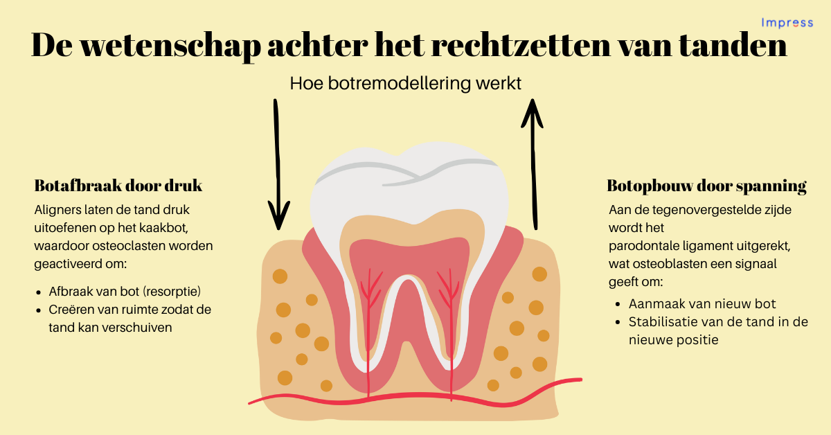Schema van botcellen: afbraak en opbouw