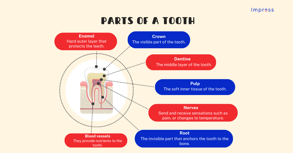 Diagram showing the different parts of a tooth