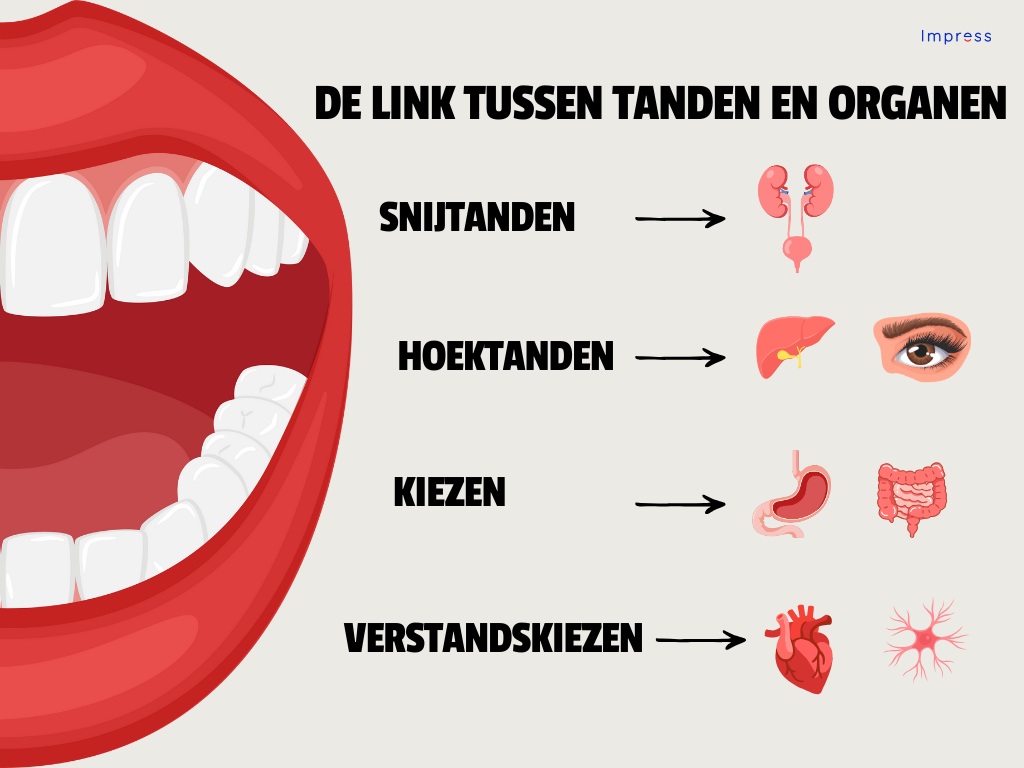 infographic van de link tussen tanden en organen