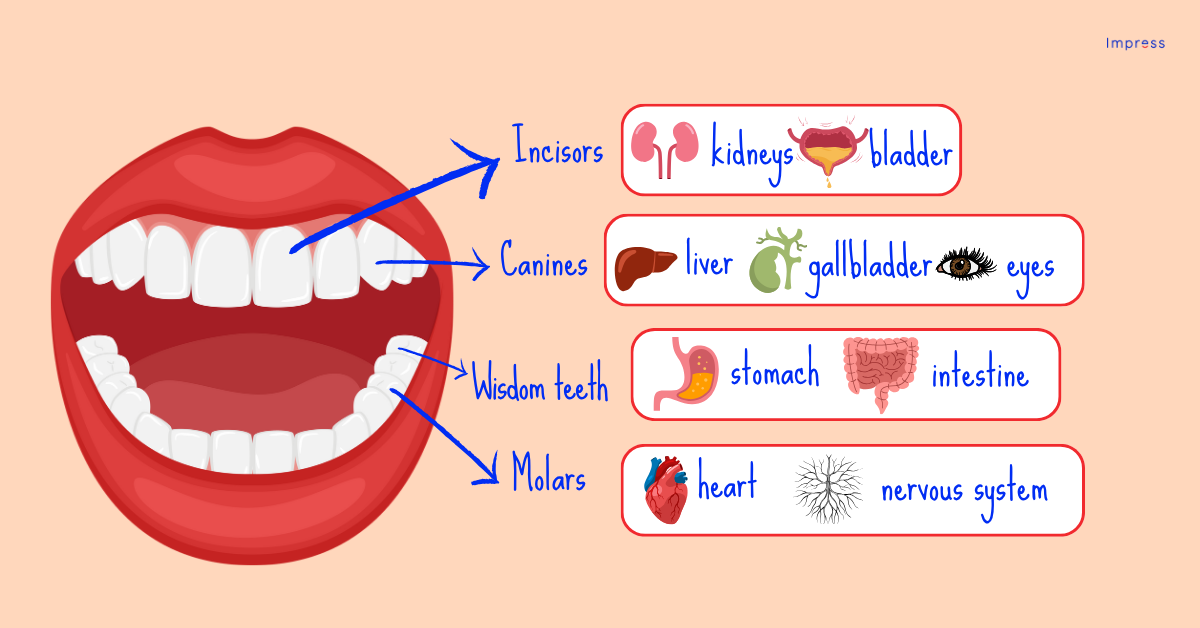 Mouth imagery with arrows from different teeth and the organs they connect to, according to Chinese medicine&nbsp;