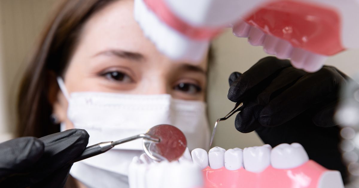 Close-up of a dentist looking into a jaw of a model jaw and tooth structure