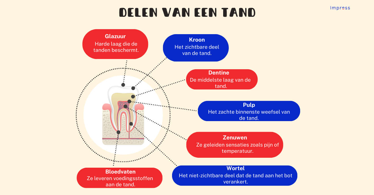 Infographic van de onderdelen van een tand.&nbsp;